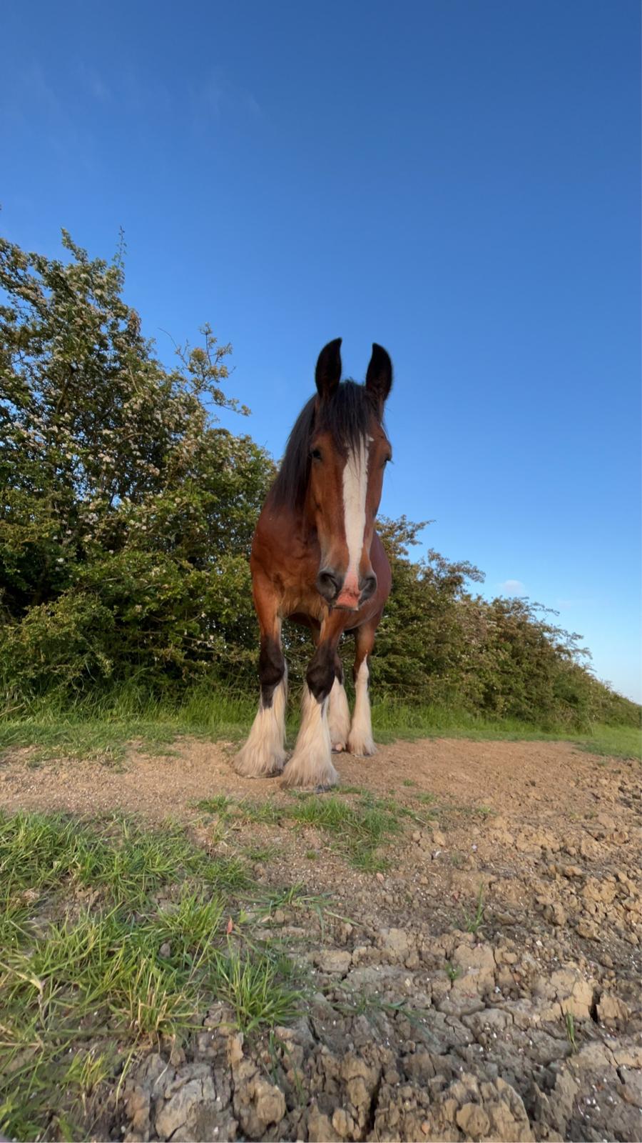 Beautiful Shire Horse